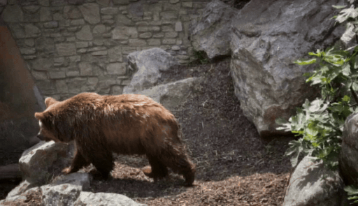 Bear