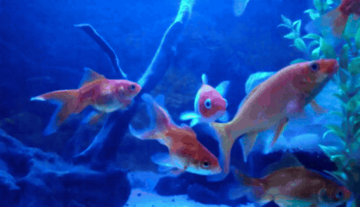 Gold Fish